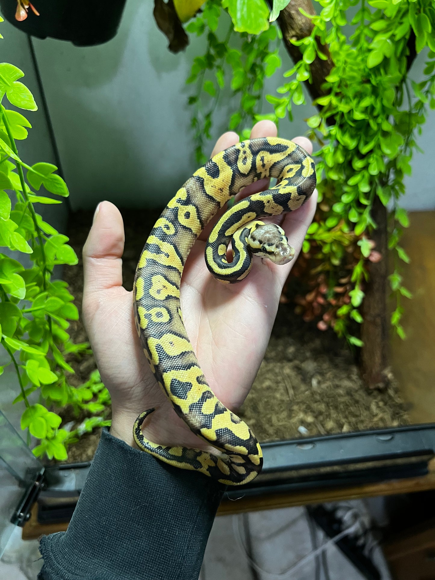 PASTEL YB HET CLOWN HEMBRA 74