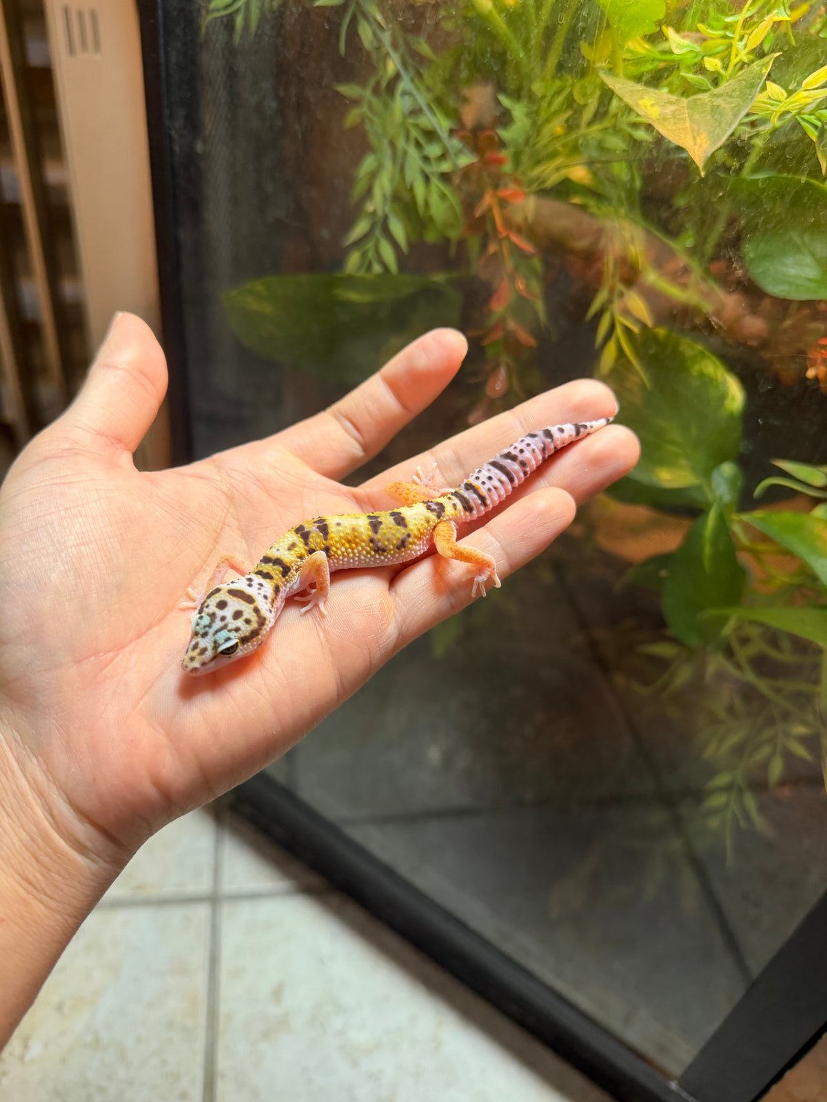 GECKO LEOPARDO HIGH YELLOW HET TYPHOON INCUBADO PARA HEMBRA 140