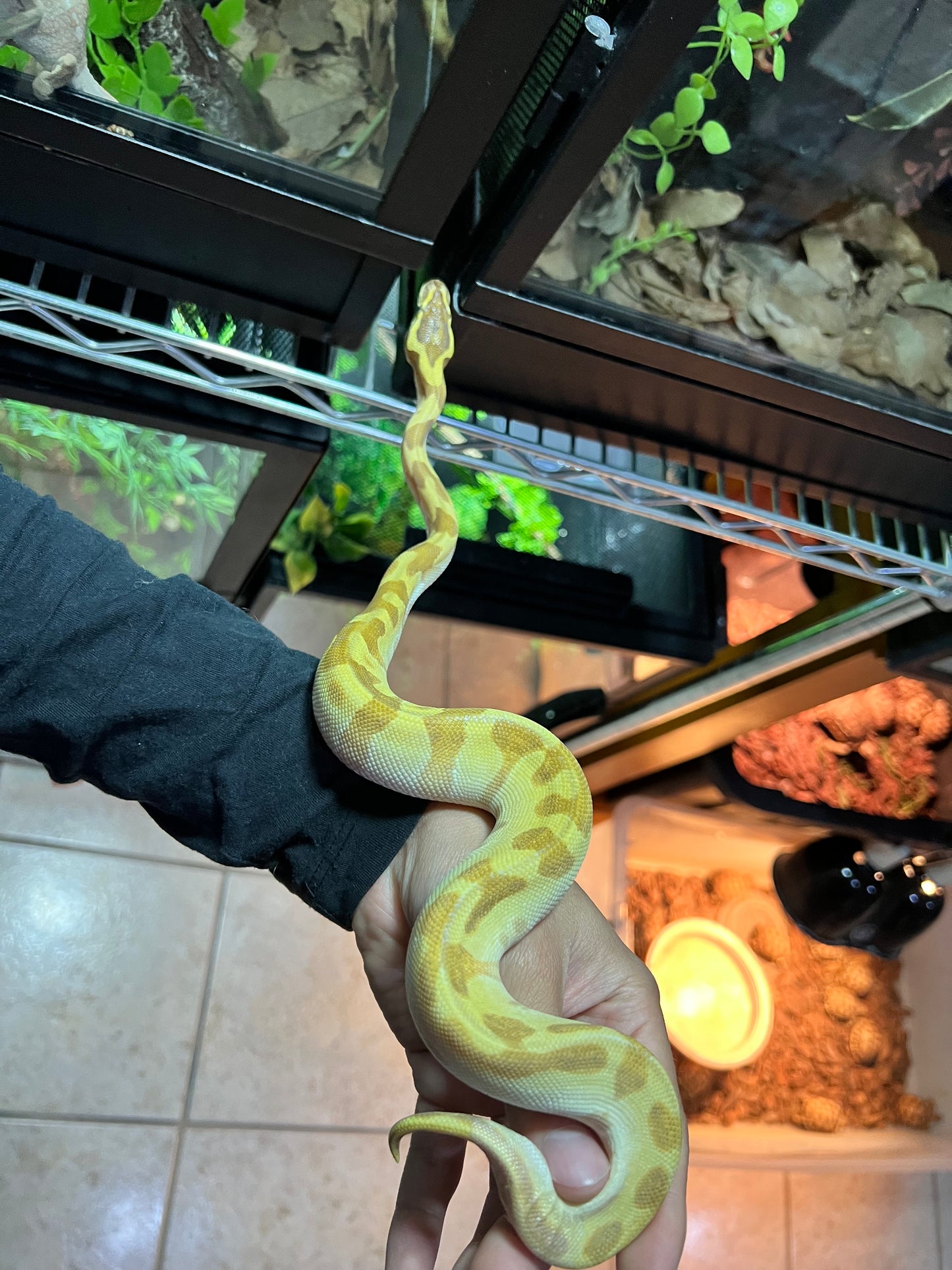 PITÓN BOLA CYPRESS MOJAVE ENCHI ORANGE DREAM HEMBRA 17