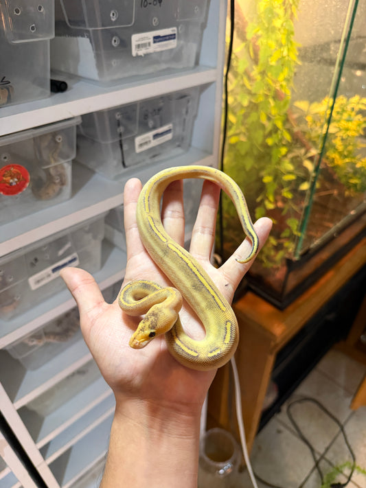 PITÓN BOLA CHAMPAGNE HET PIED CON RINGER HEMBRA 8-5