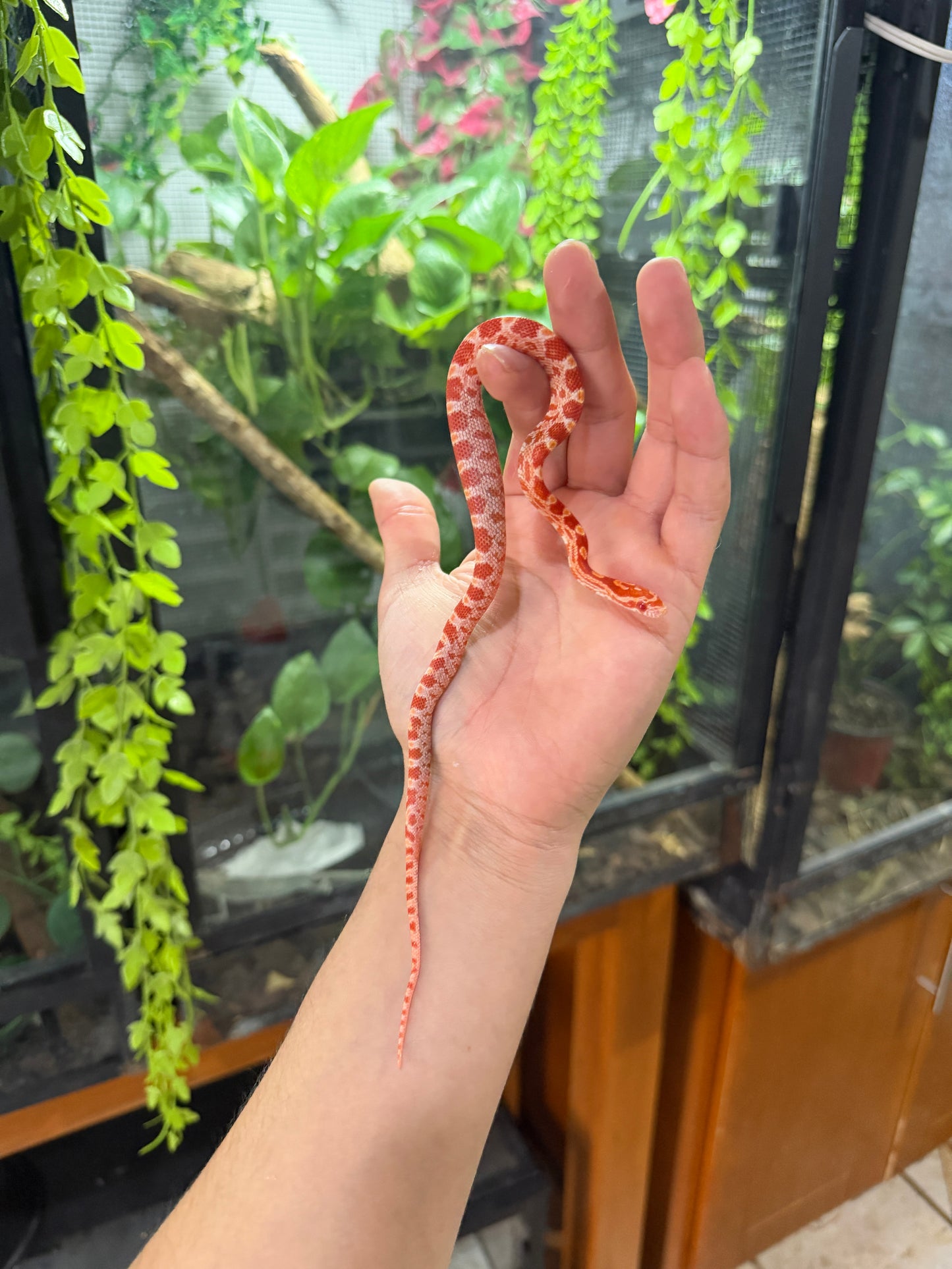 SERPIENTE MAICERA AMELANISTICA S/s