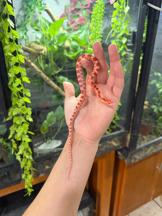 SERPIENTE MAICERA AMELANISTICA S/s