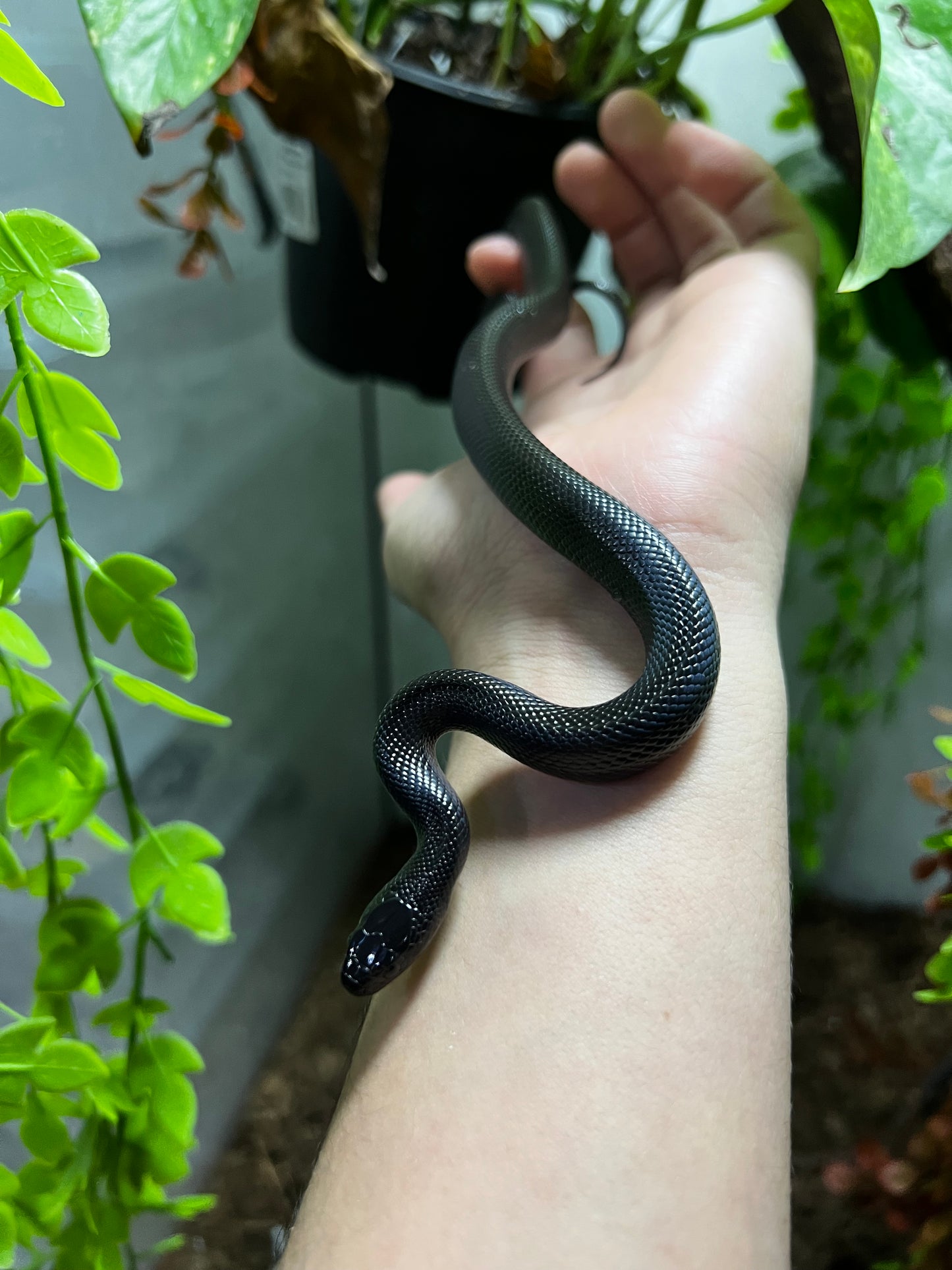 REY NEGRA MEXICANA HEMBRA 76