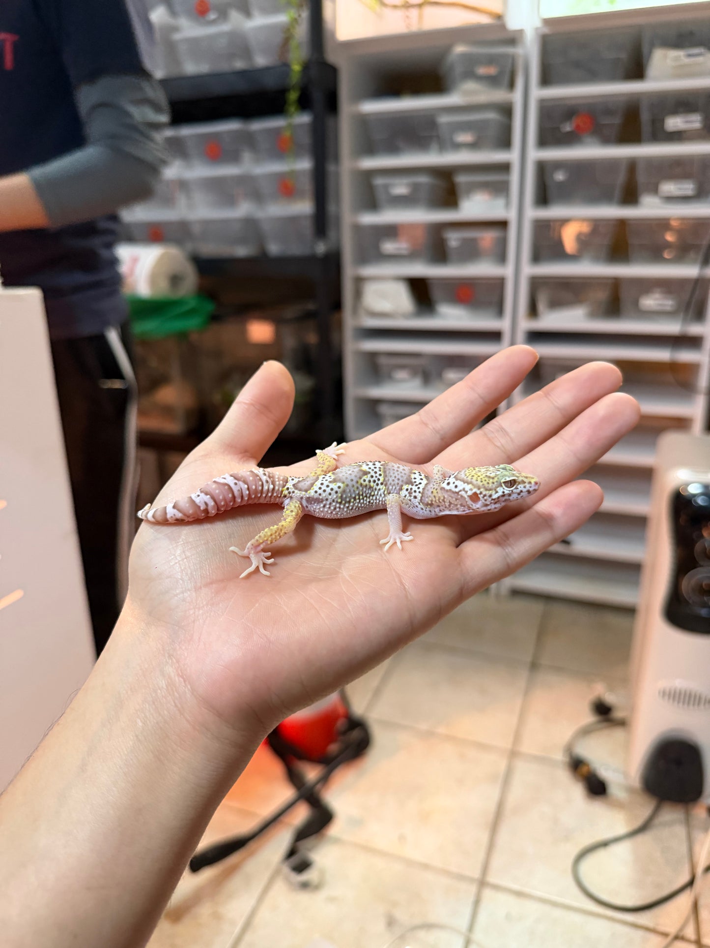 GECKO LEOPARDO MACK SNOW BELL MACHO 022