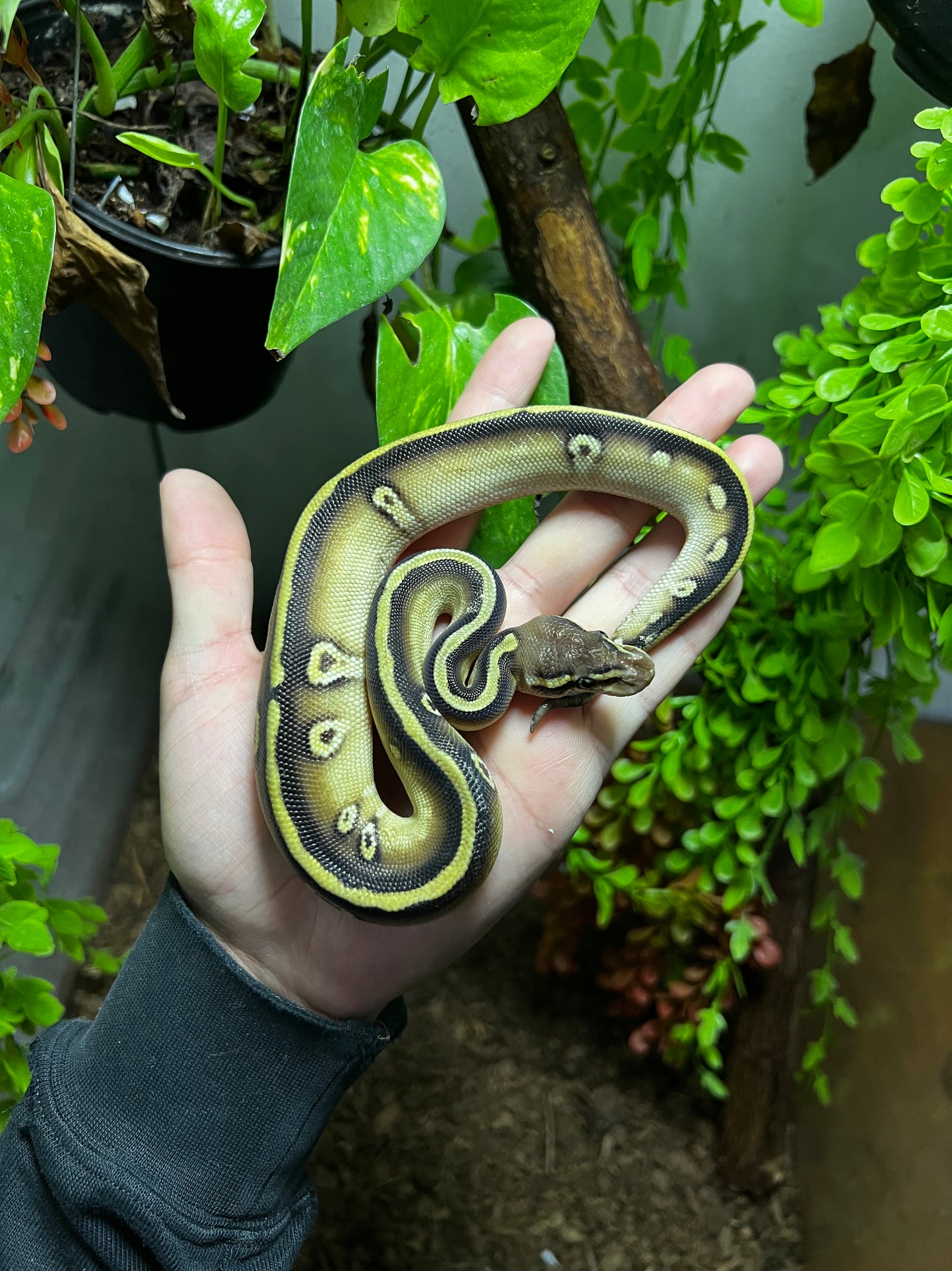 MOJAVE CYPRESS MACHO 75