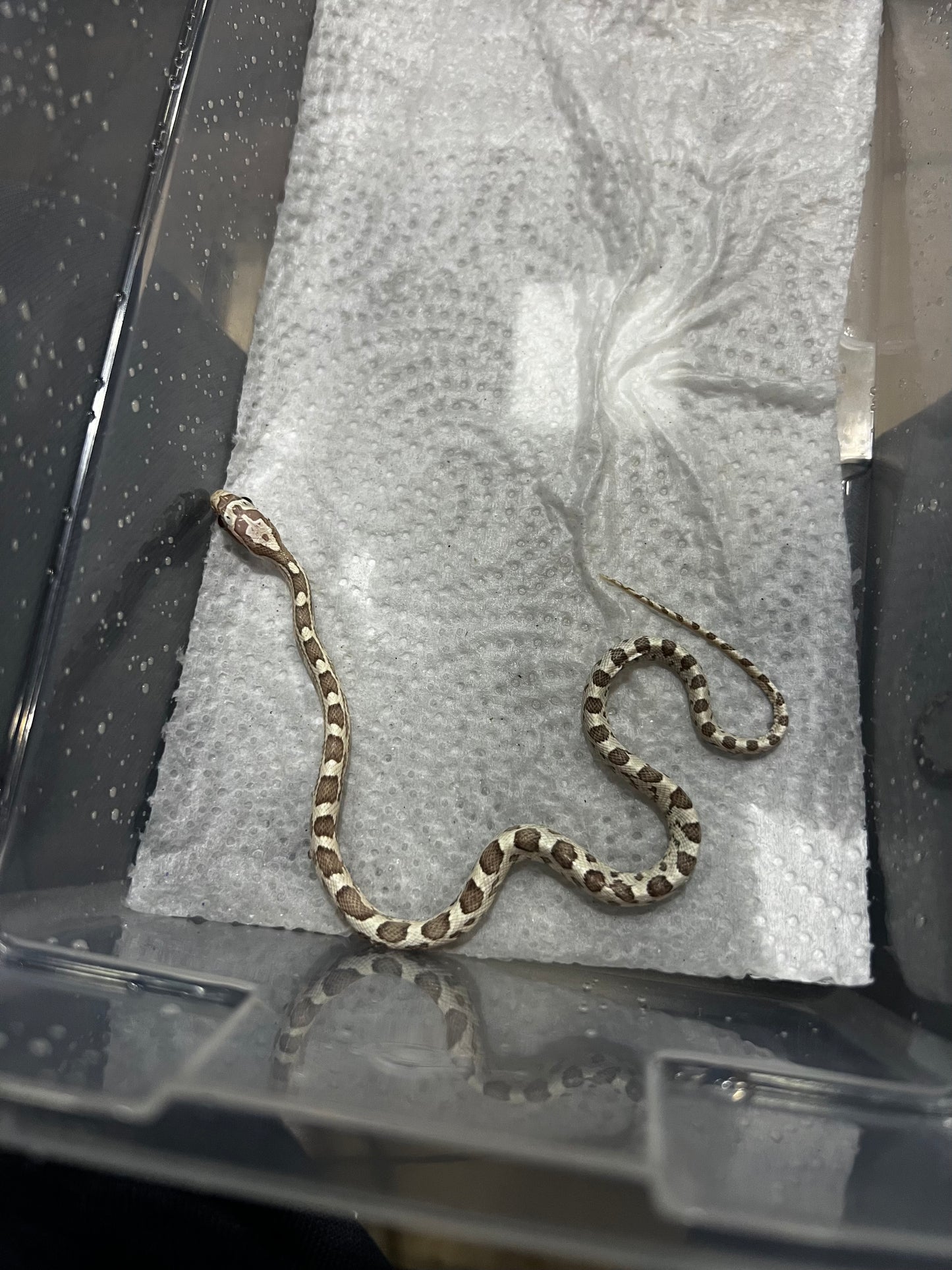 SERPIENTE MAICERA GHOST MACHO 1