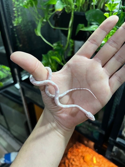 SERPIENTE MAICERA SNOW HEMBRA 43