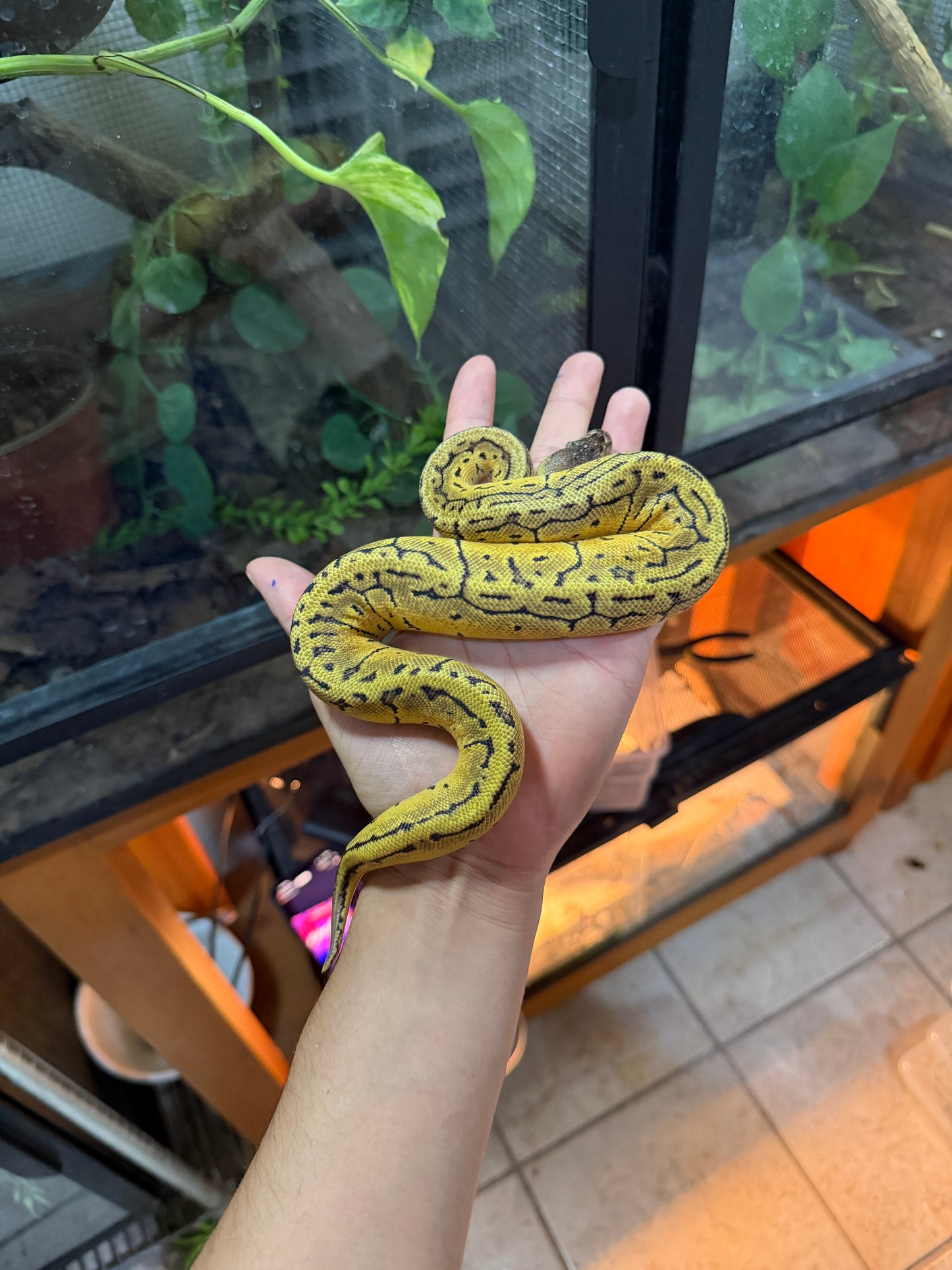 PITÓN BOLA LEMONBLAST HET AXANTHIC VPI MACHO 12