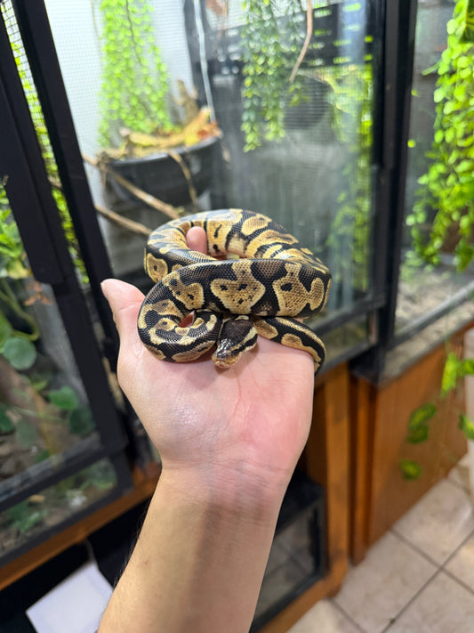 PITON BOLA PASTEL MACHO