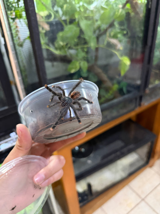 TARÁNTULA DEDOS ROSAS (AVICULARIA AVICULARIA) JUVENIL