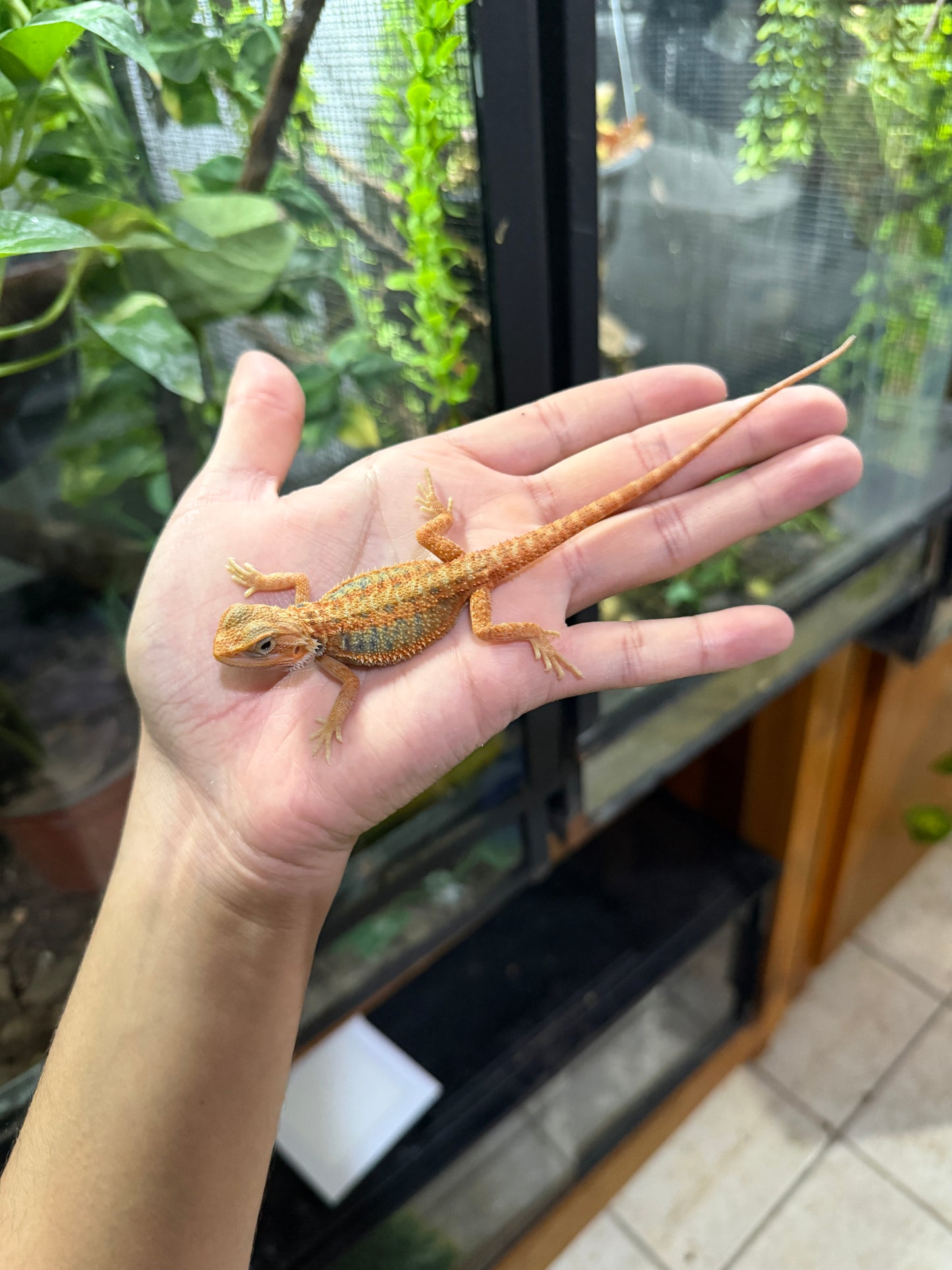 Dragón barbudo rojizo HYPO blue bars