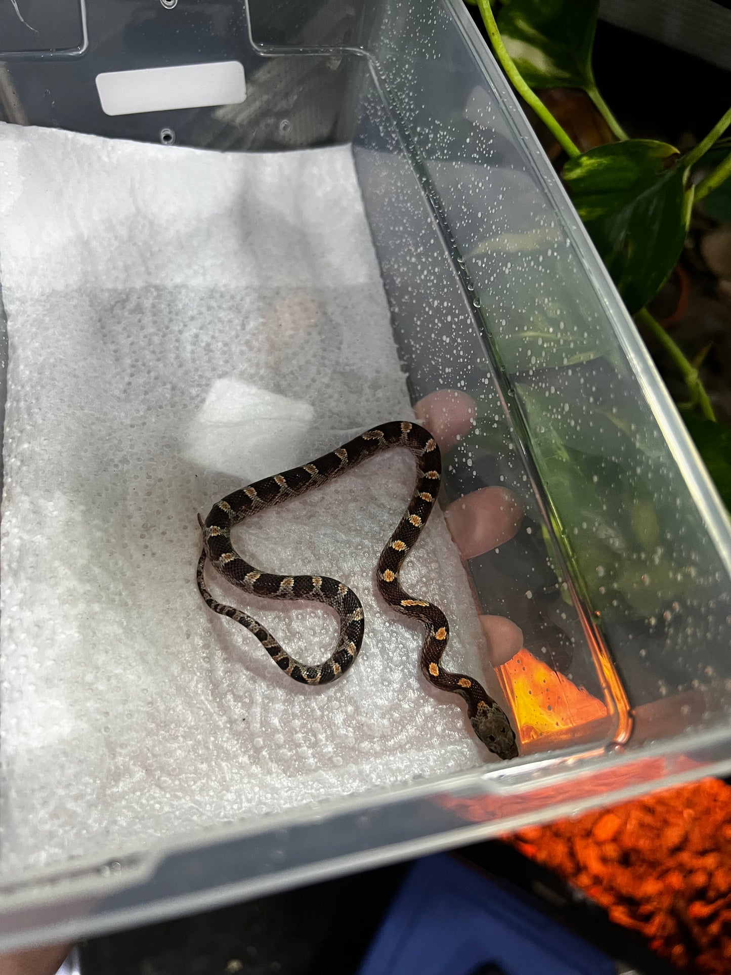 SERPIENTE MAICERA NOMINAL MACHO 32