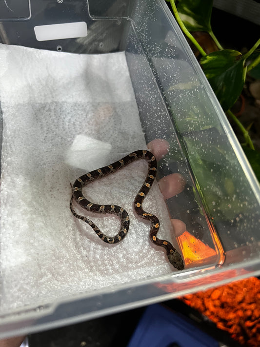 SERPIENTE MAICERA NOMINAL MACHO 32