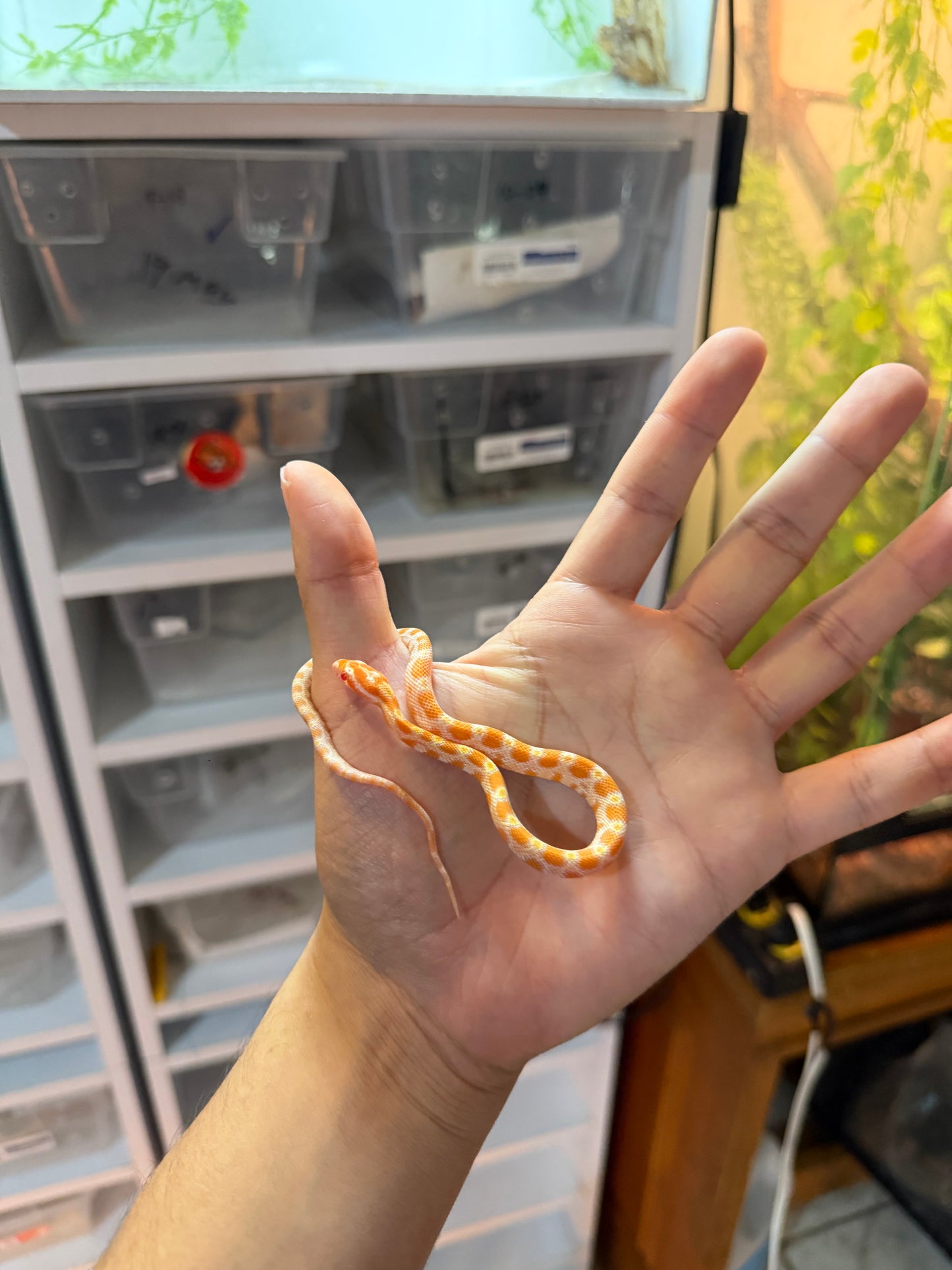 SERPIENTE MAICERA CREAMSICLE S/S 2