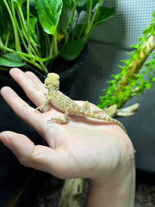 DRAGÓN BARBUDO 9