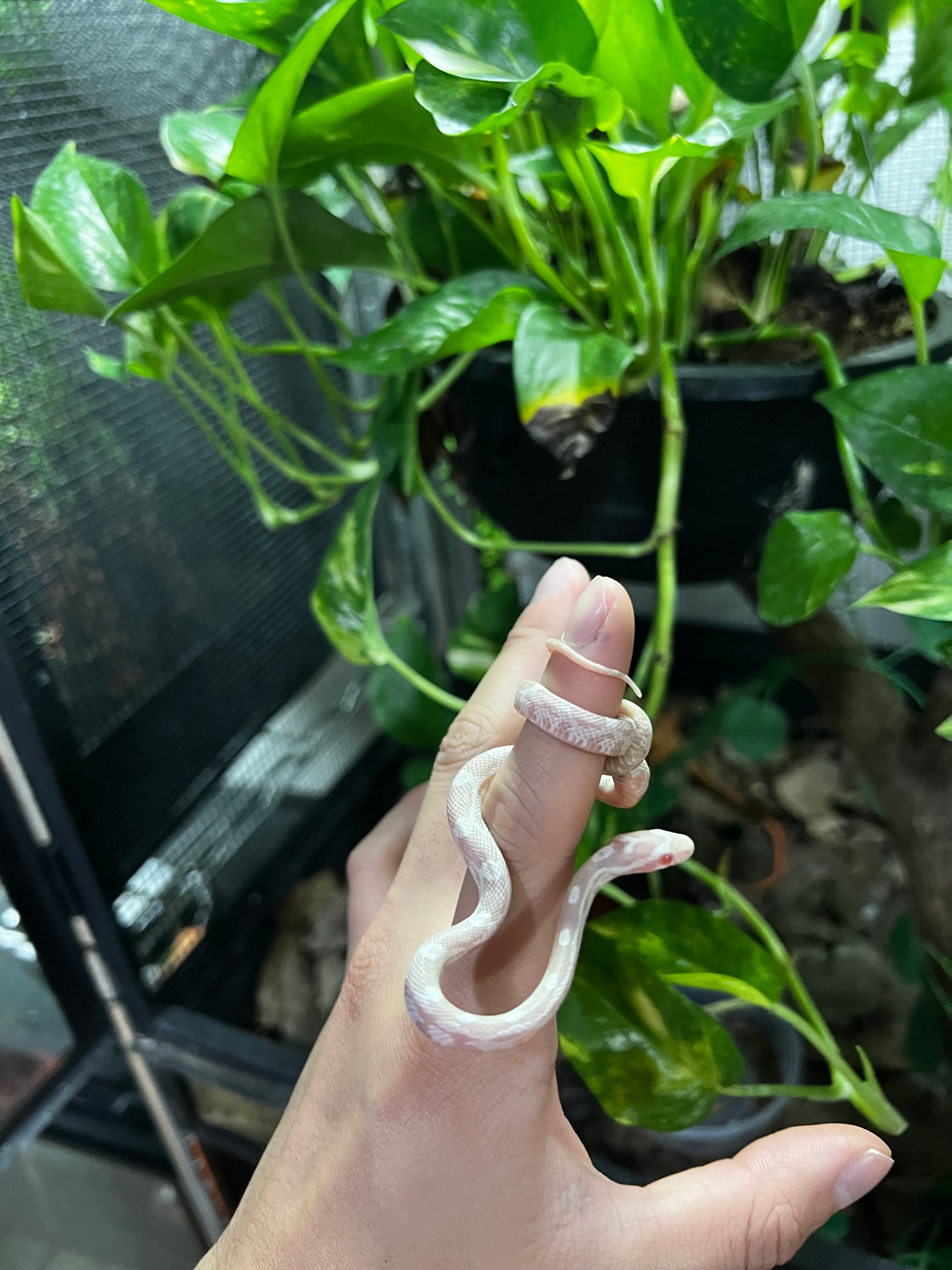 SERPIENTE MAICERA SNOW HEMBRA  47