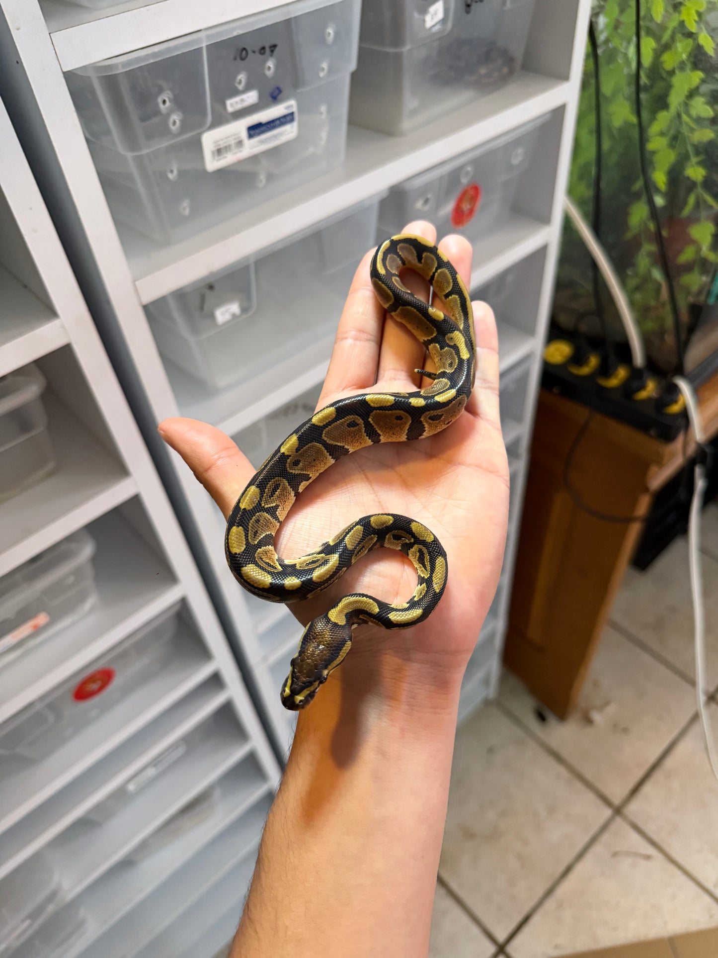 PITÓN BOLA YB HET PIED S/s 3