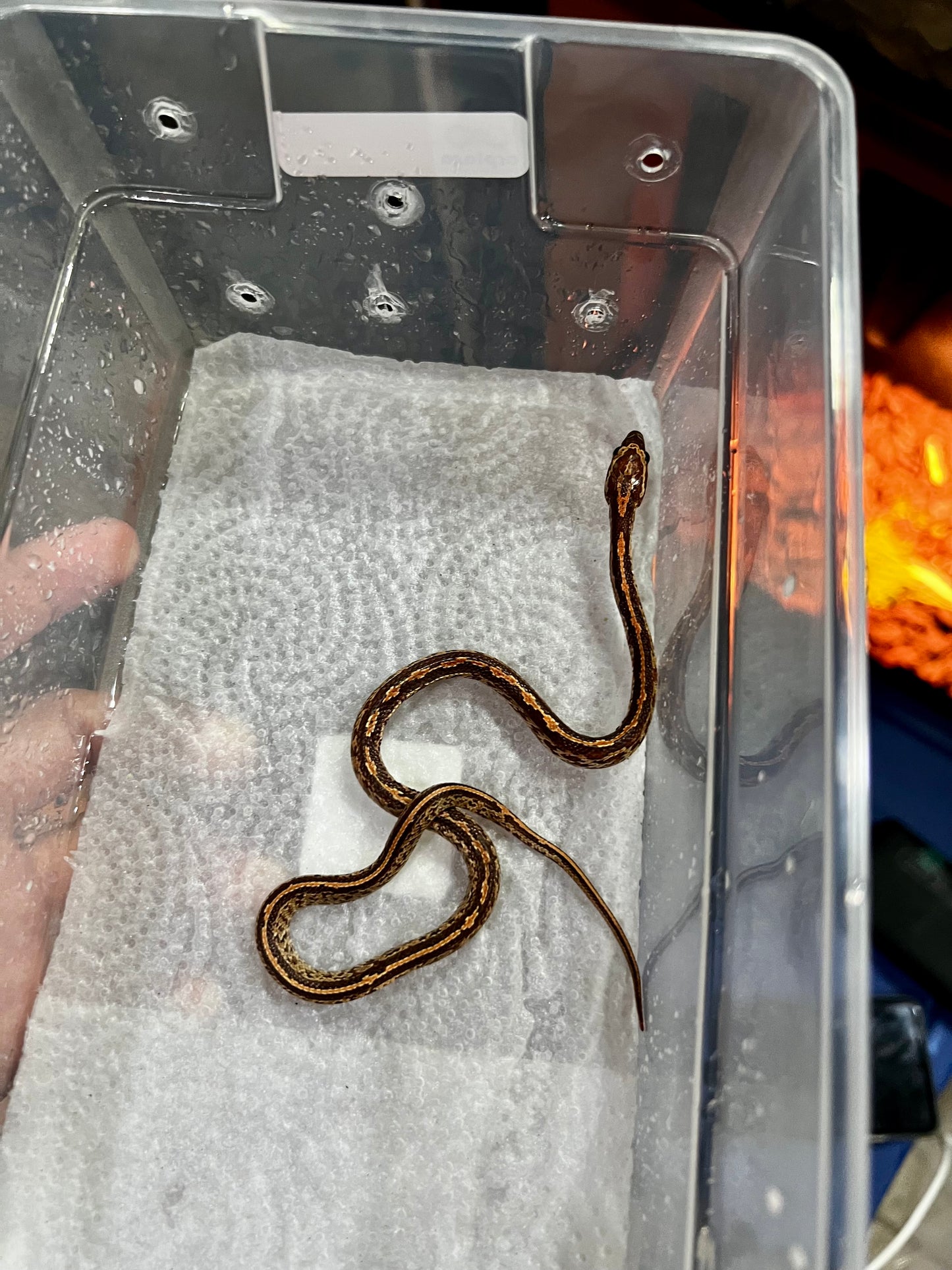 SERPIENTE MAICERA TESSERA HEMBRA 18