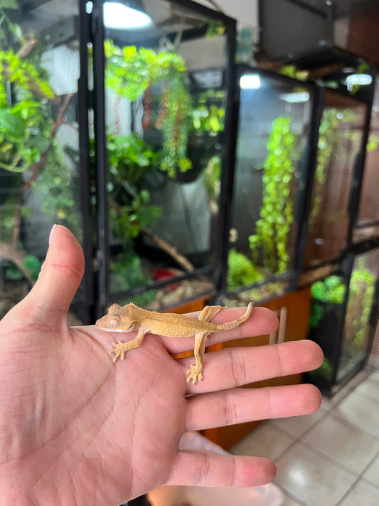 Gecko crestado