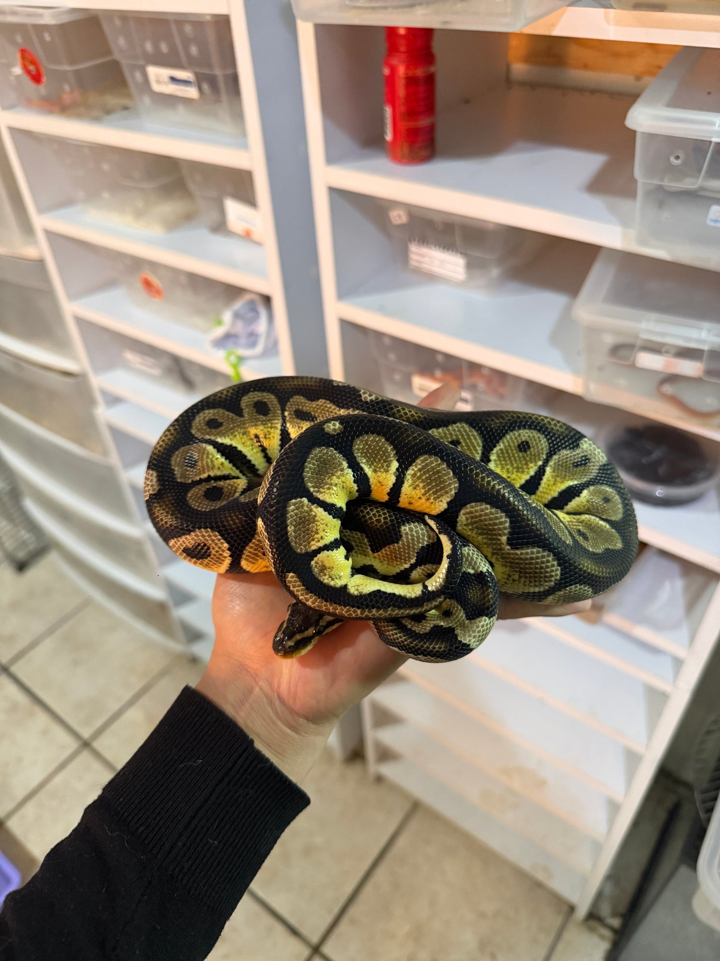 PITÓN BOLA PASTEL HET GHOST MACHO SUB ADULTO