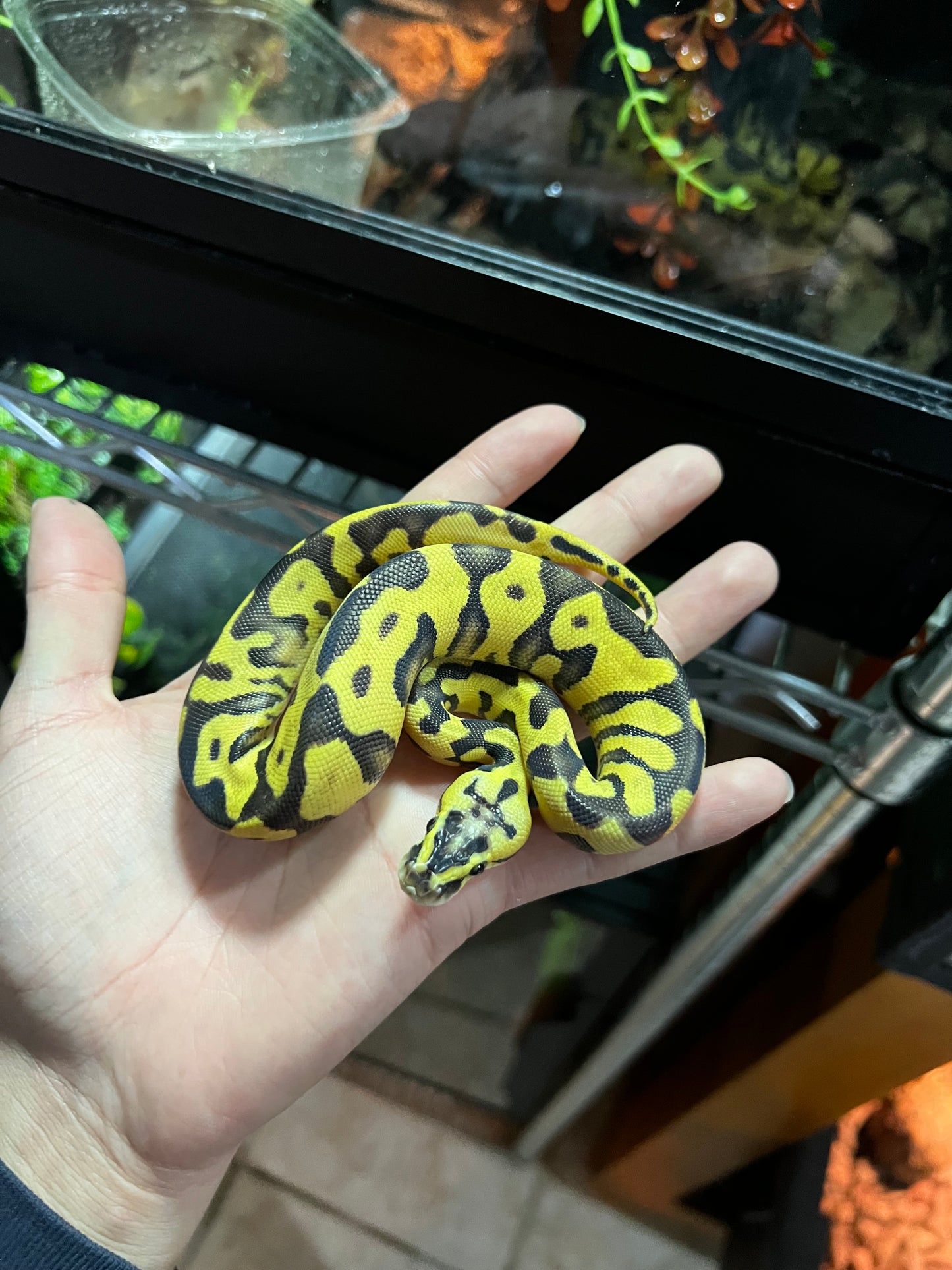 ENCHI FIREFLY HEMBRA 37