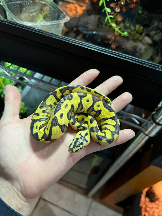 ENCHI FIREFLY HEMBRA 37