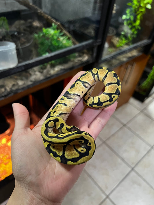 PASTEL HEMBRA 58