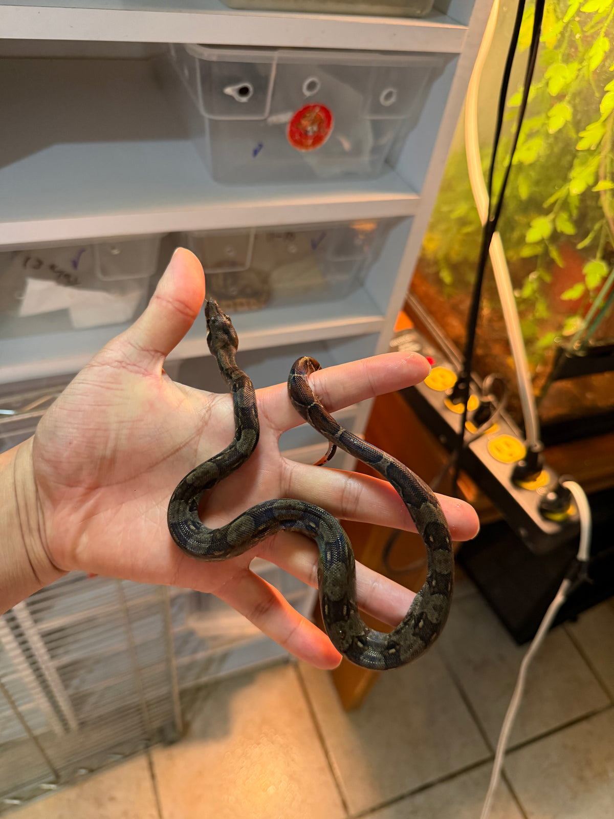 BOA MEXICANA LOCALIDAD VERACRUZ HEMBRA 4 CBB
