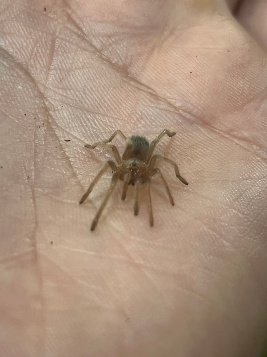 Ling de tarántula rodillas rojas (brachypelma hamorii) anexo última foto de ejemplar adulto