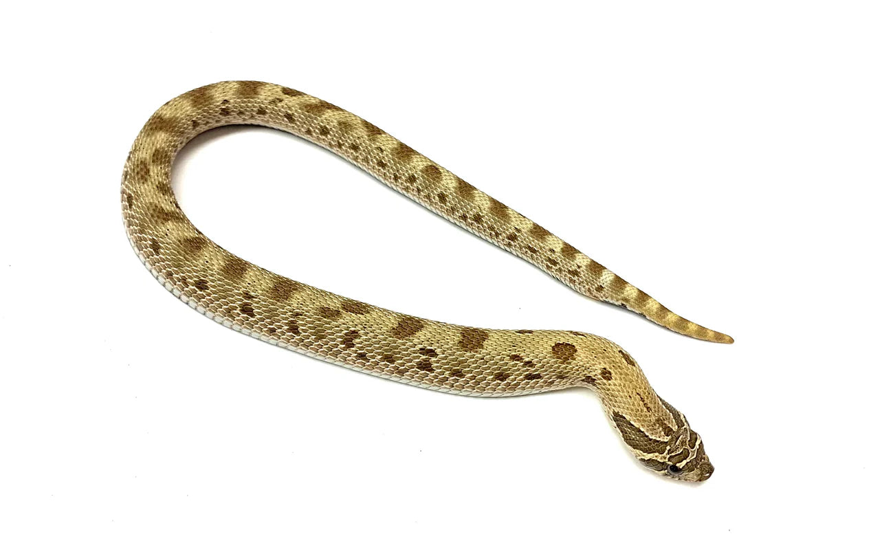 HOGNOSE CONDA HEMBRA