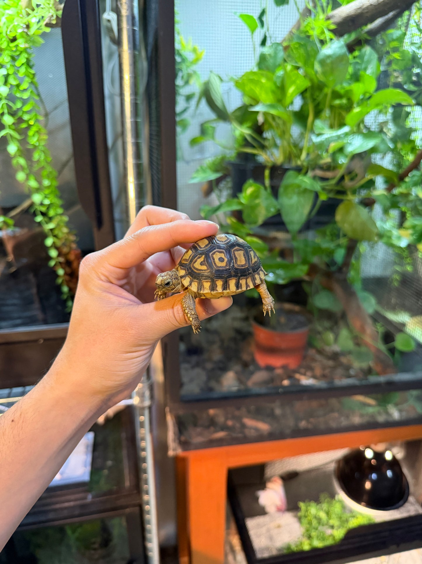 TORTUGA LEOPARDO 4 (Stigmochelys pardalis) CITES2025