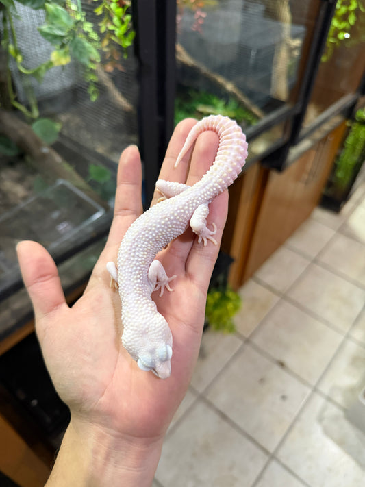Gecko leopardo W&Y super snow tremper het eclipse macho 3