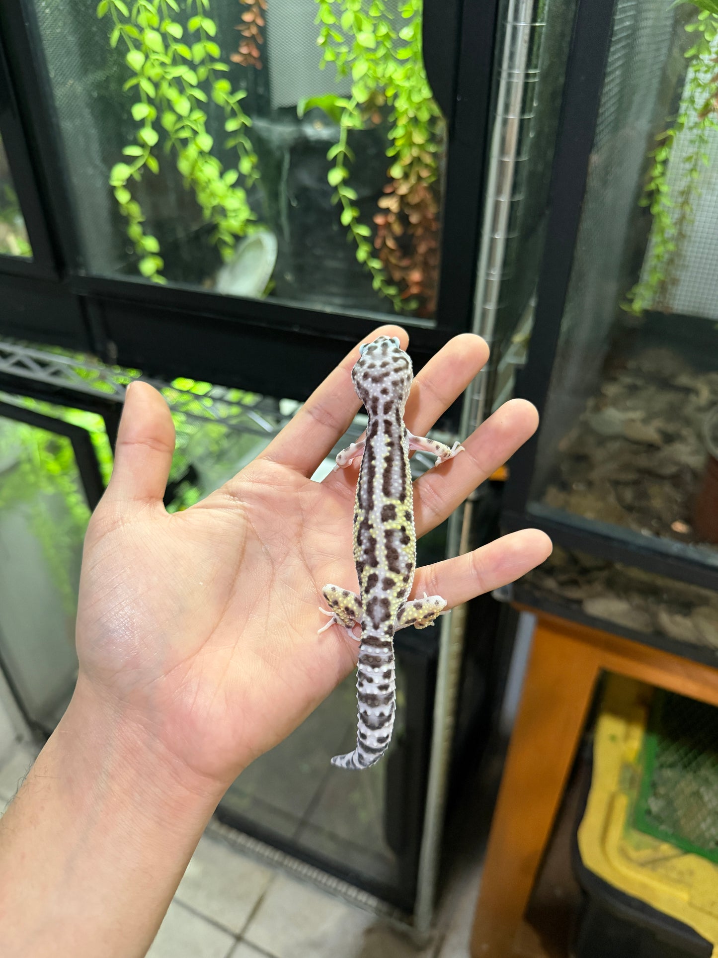 GECKO LEOPARDO MACK SNOW JUNGLE HEMBRA 6220