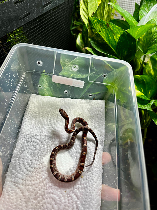 SERPIENTE MAICERA NOMINAL MACHO 28