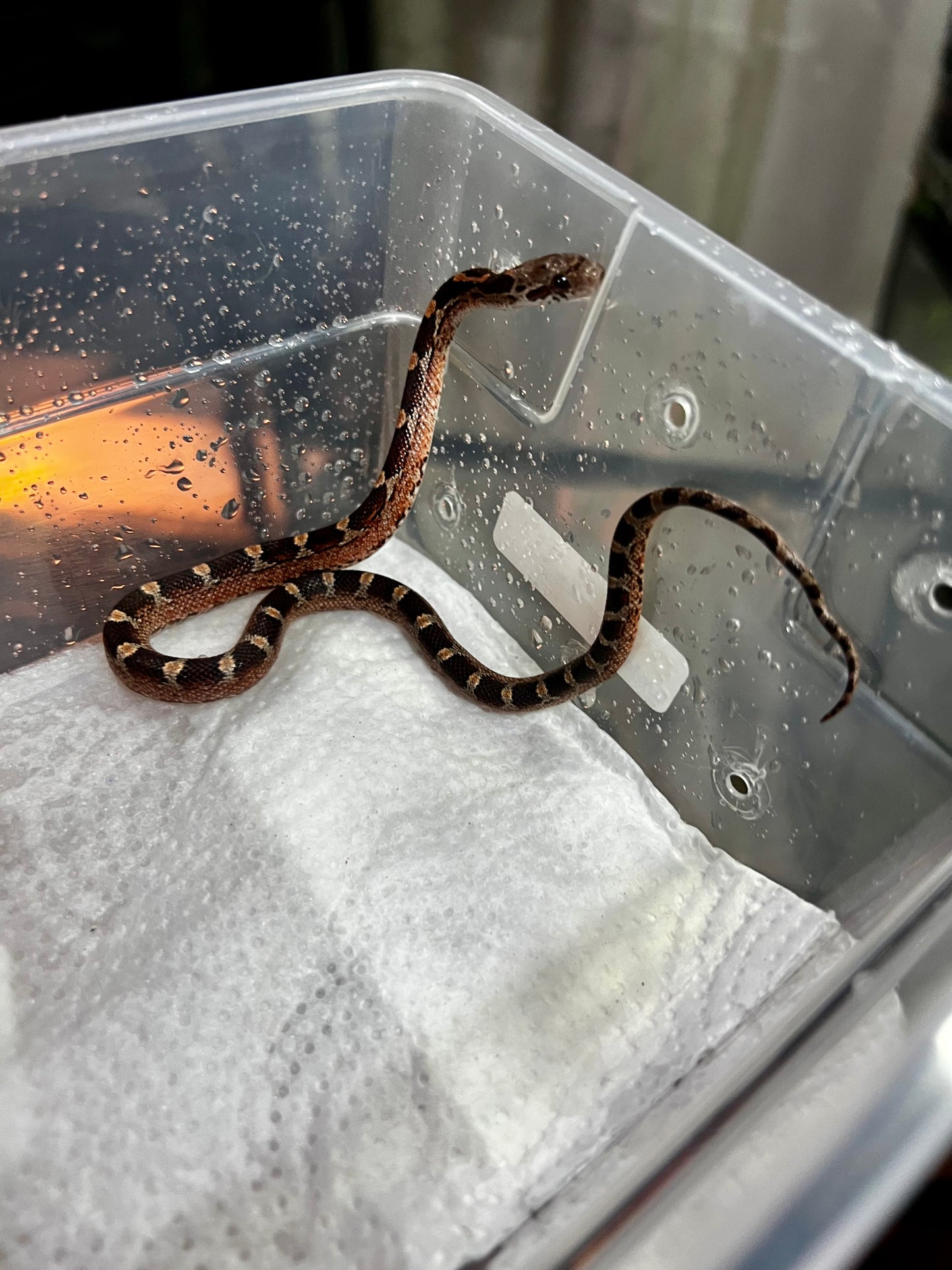 SERPIENTE MAICERA BLOOD RED HEMBRA 9