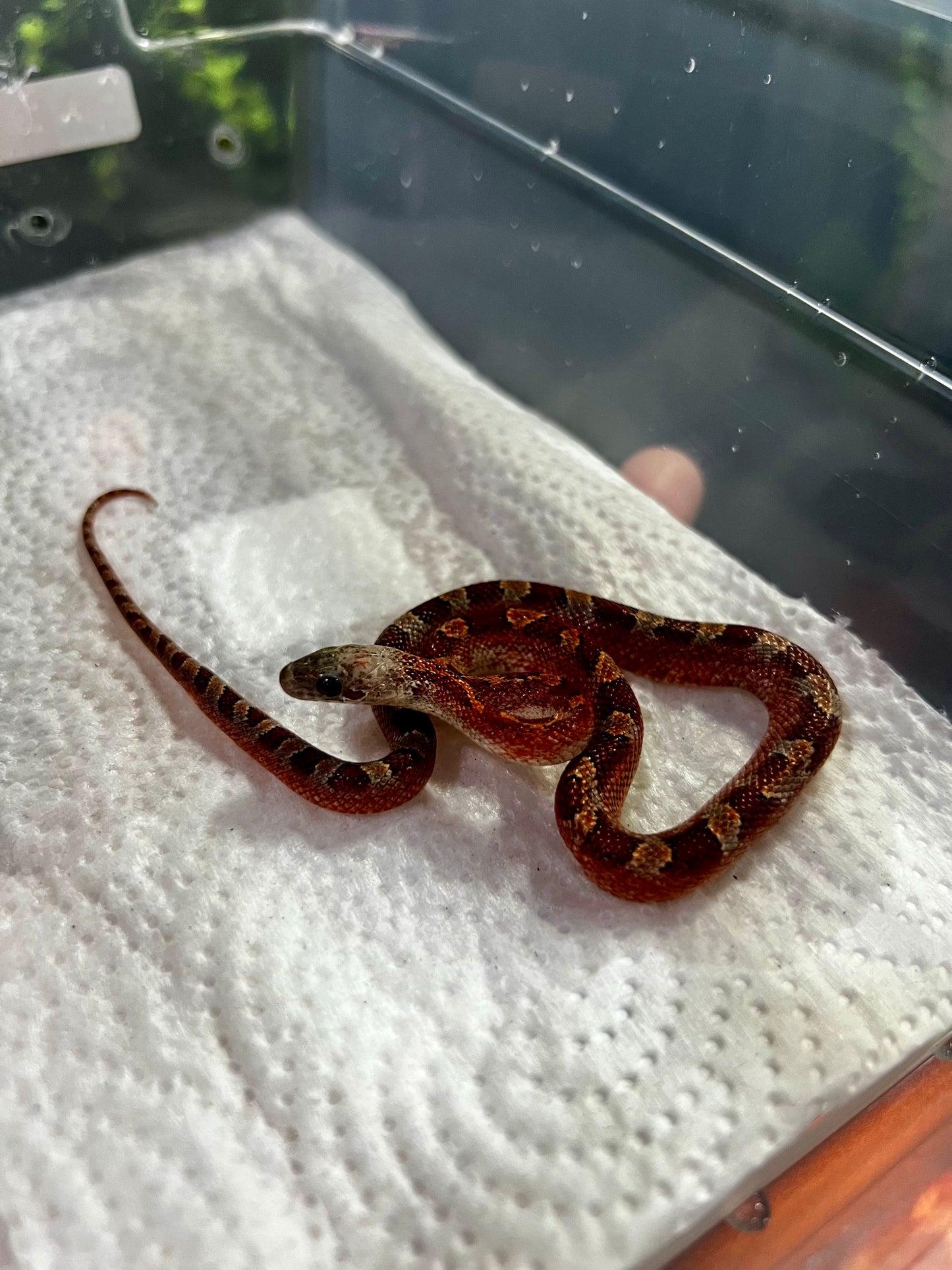 SERPIENTE MAICERA BLOOD RED PIED SIDE MACHO 14