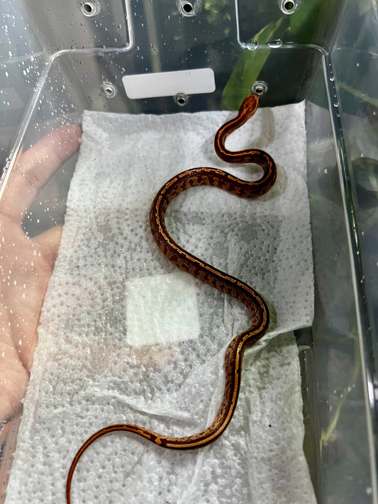 SERPIENTE MAICERA TESSERA MACHO 10