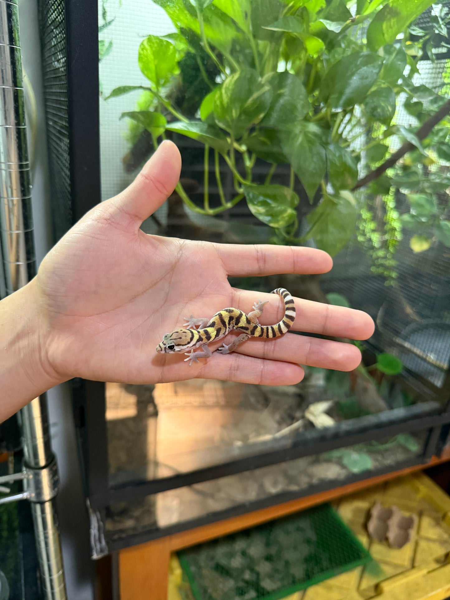 GECKO BANDEADO s/s (Coleonyx mitratus) 2