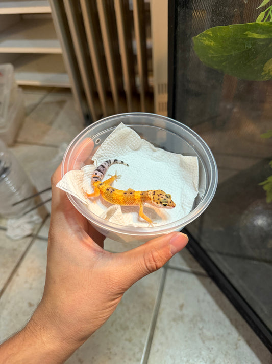 GECKO LEOPARDO HIGH YELLOW POSS HET RAINWATER INCUBADO PARA HEMBRA 153