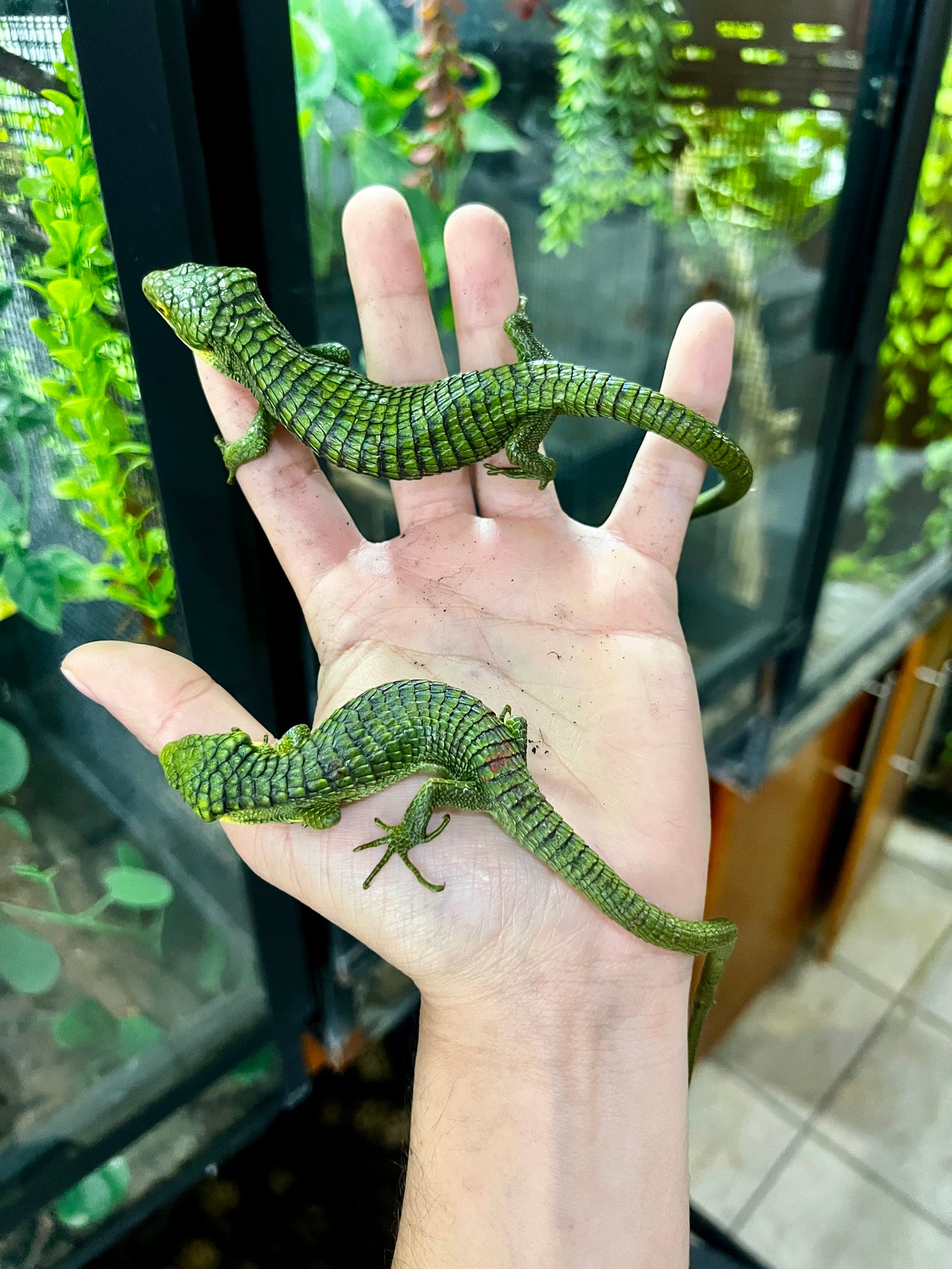 ABRONIA GRAMINEA NACIDA EN PIMVS CON APROVECHAMIENTO EMITIDO POR SEMARNAT