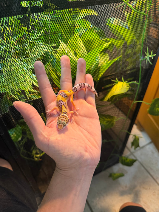 GECKO LEOPARDO HIGH YELLOW INCUBADO PARA HEMBRA 194