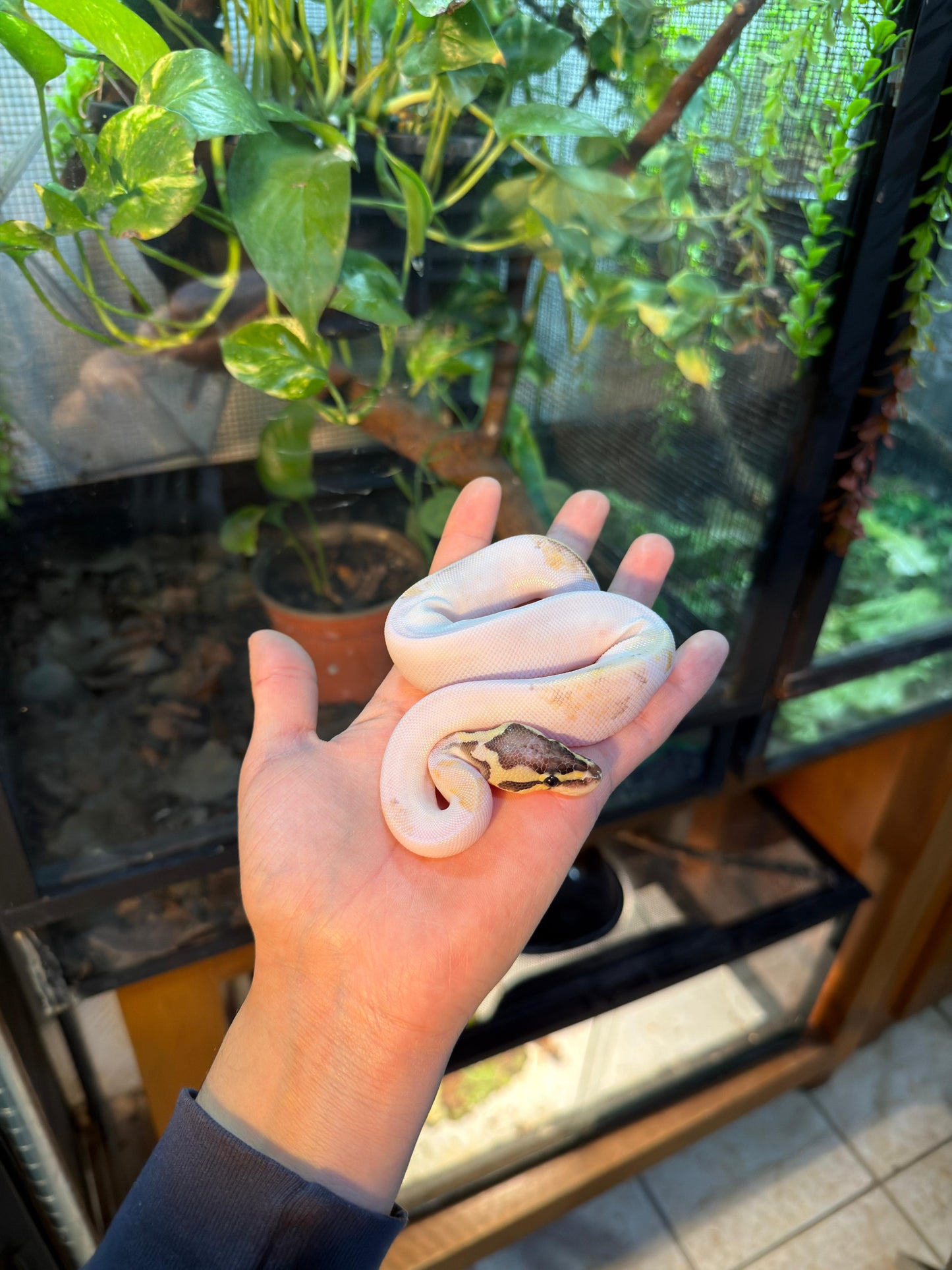 PITÓN BOLA PIED FIRE PASTEL MACHO