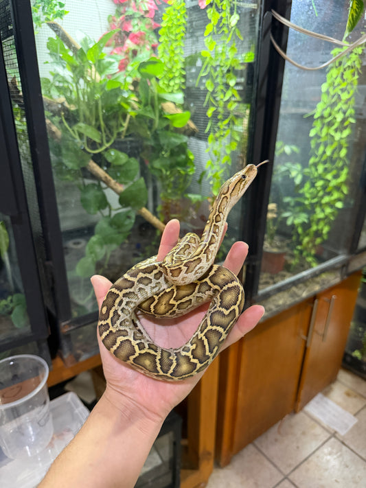 PITON BURNES HYPO 100% HET ALBINO HEMBRA