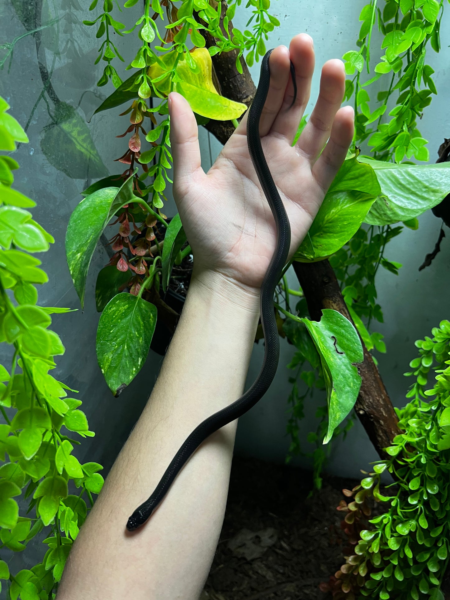 REY NEGRA MEXICANA MACHO 84