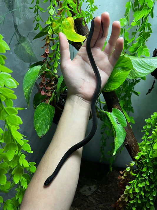 REY NEGRA MEXICANA MACHO 84