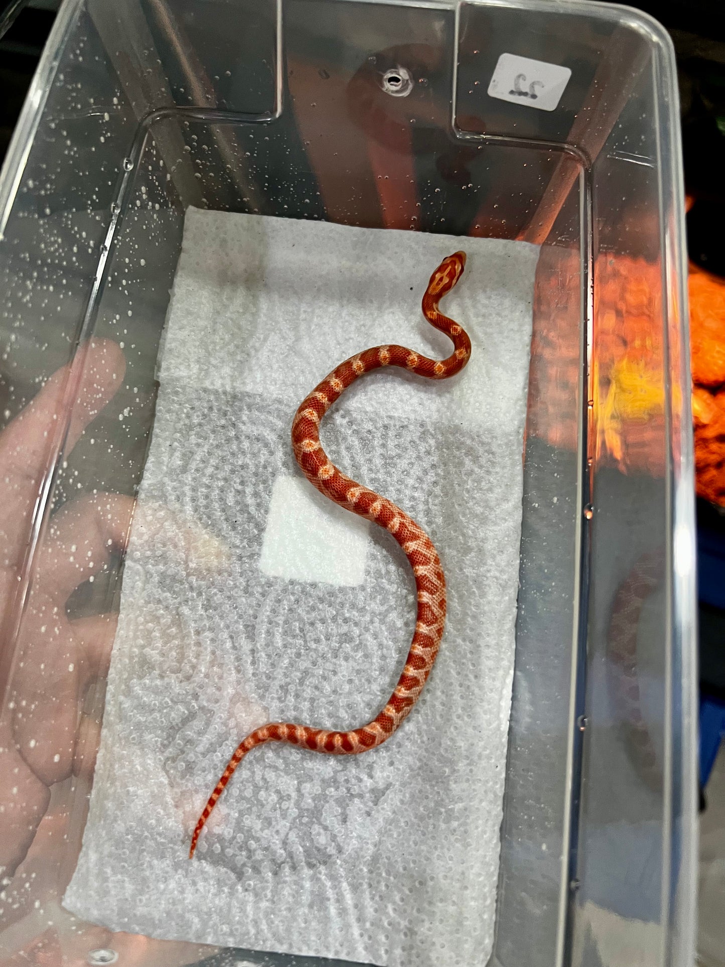 SERPIENTE MAICERA AMEL HEMBRA 22