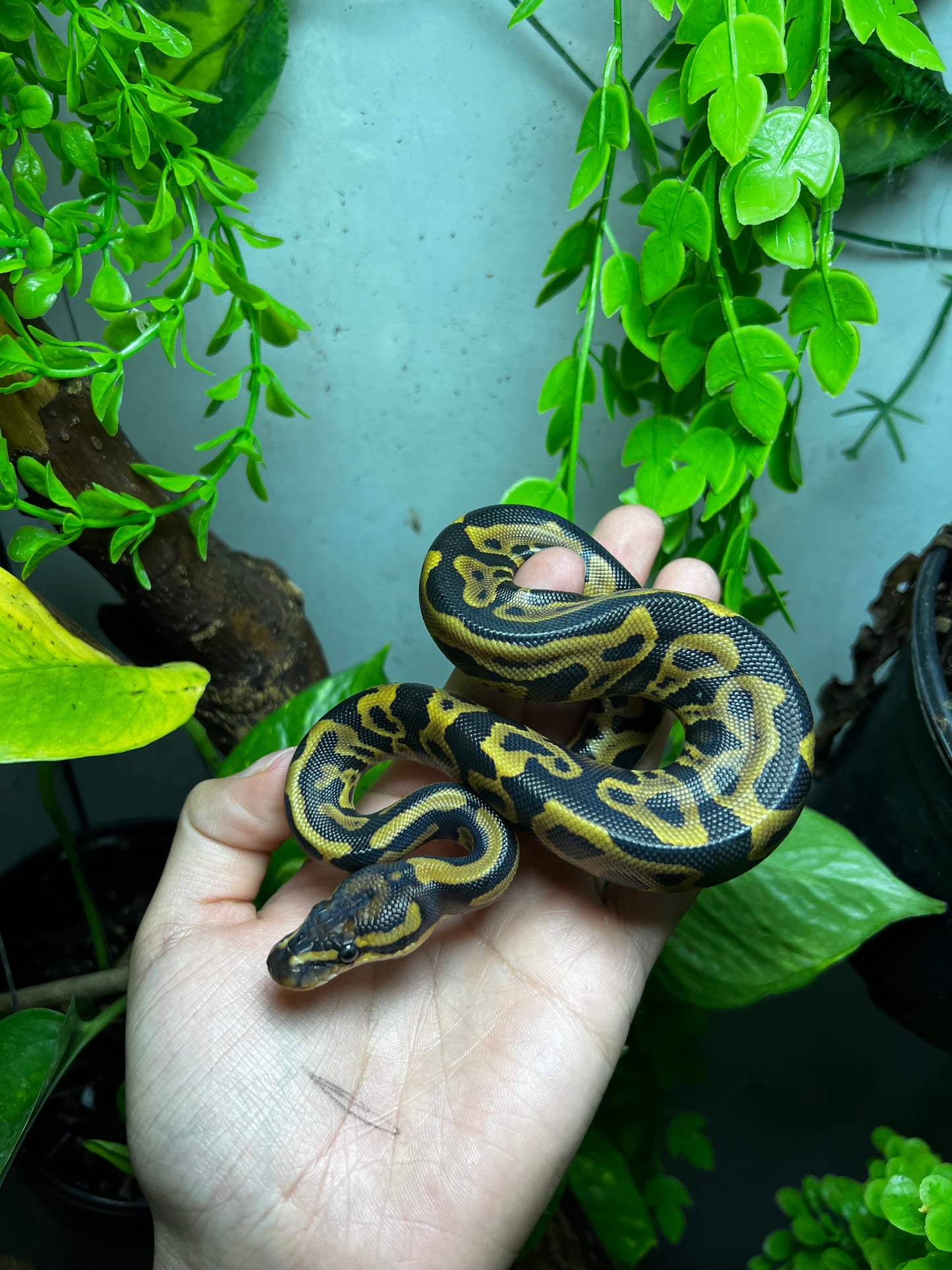 LEOPARD YELLOW BELLY HET CLOWN HEMBRA 78