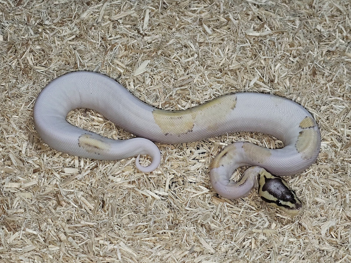 PITÓN BOLA PIED FIRE PASTEL HEMBRA