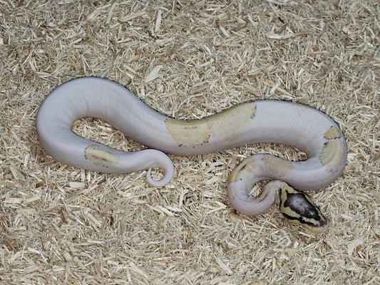PITÓN BOLA PIED FIRE PASTEL HEMBRA