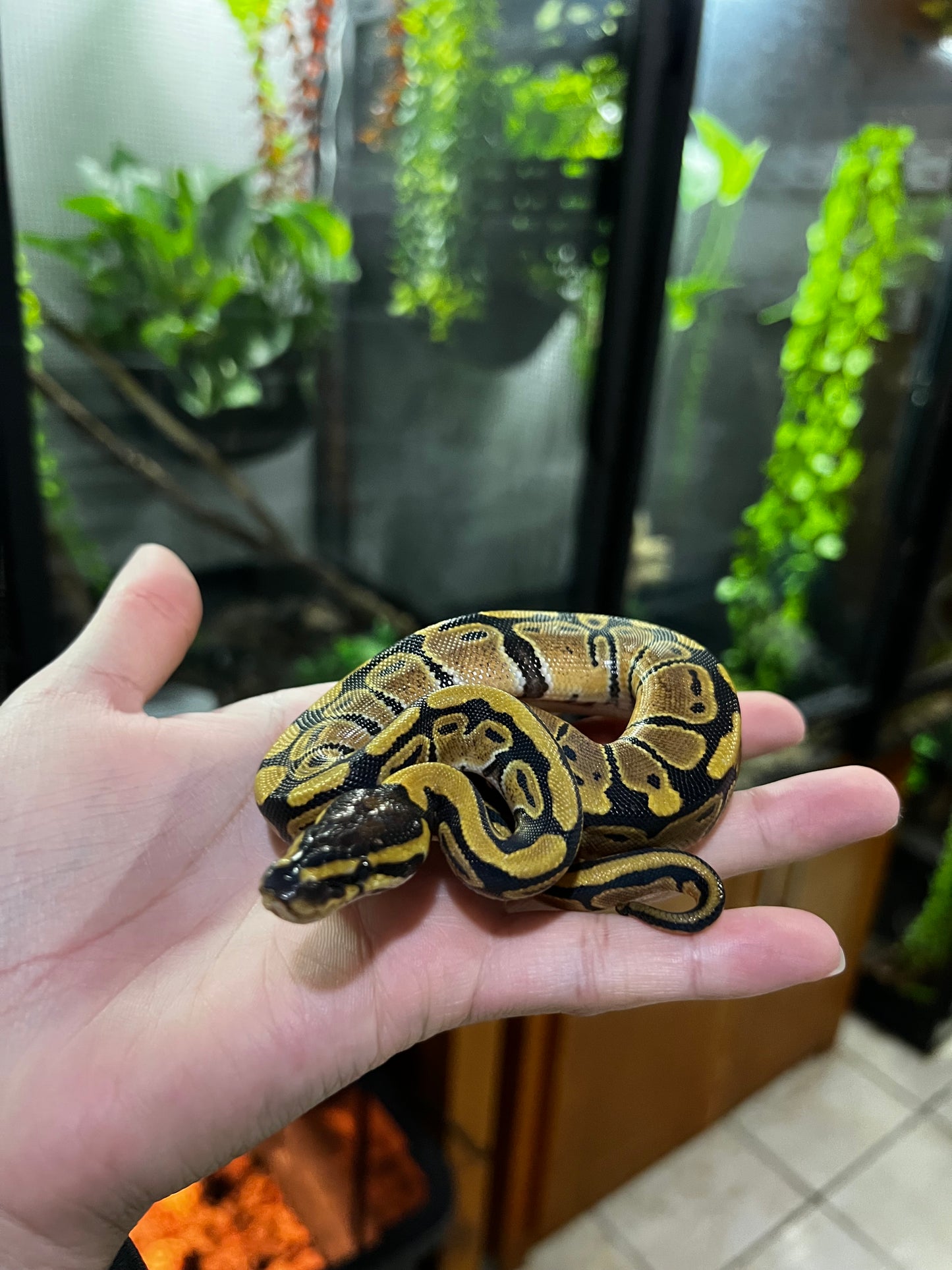 YELLOW BELLY HEMBRA 57